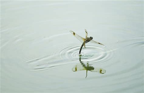 蜻蜓點水穴|蜻蜓点水穴